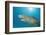 Lemon Shark, Negaprion Brevirostris, Bahamas, Grand Bahama Island, Atlantic Ocean-Reinhard Dirscherl-Framed Photographic Print