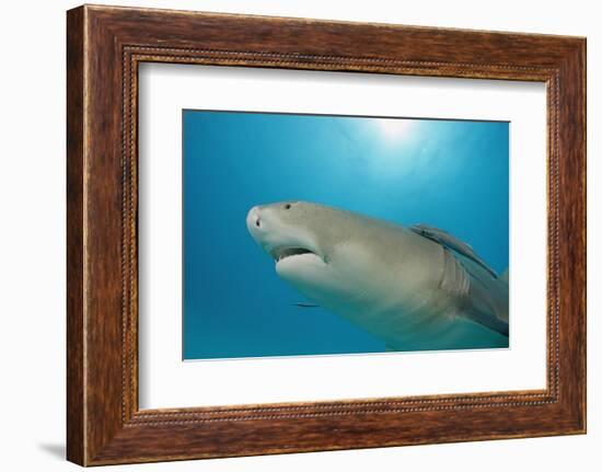 Lemon Shark, Negaprion Brevirostris, Bahamas, Grand Bahama Island, Atlantic Ocean-Reinhard Dirscherl-Framed Photographic Print