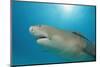 Lemon Shark, Negaprion Brevirostris, Bahamas, Grand Bahama Island, Atlantic Ocean-Reinhard Dirscherl-Mounted Photographic Print