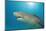 Lemon Shark, Negaprion Brevirostris, Bahamas, Grand Bahama Island, Atlantic Ocean-Reinhard Dirscherl-Mounted Photographic Print