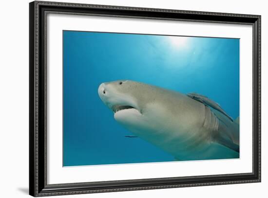 Lemon Shark, Negaprion Brevirostris, Bahamas, Grand Bahama Island, Atlantic Ocean-Reinhard Dirscherl-Framed Photographic Print