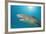 Lemon Shark, Negaprion Brevirostris, Bahamas, Grand Bahama Island, Atlantic Ocean-Reinhard Dirscherl-Framed Photographic Print