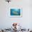 Lemon Shark, Negaprion Brevirostris, Bahamas, Grand Bahama Island, Atlantic Ocean-Reinhard Dirscherl-Framed Photographic Print displayed on a wall