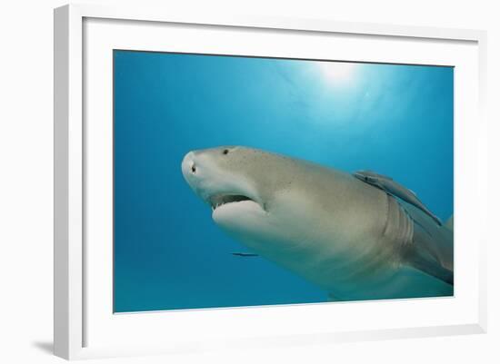 Lemon Shark, Negaprion Brevirostris, Bahamas, Grand Bahama Island, Atlantic Ocean-Reinhard Dirscherl-Framed Photographic Print