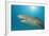 Lemon Shark, Negaprion Brevirostris, Bahamas, Grand Bahama Island, Atlantic Ocean-Reinhard Dirscherl-Framed Photographic Print