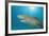 Lemon Shark, Negaprion Brevirostris, Bahamas, Grand Bahama Island, Atlantic Ocean-Reinhard Dirscherl-Framed Photographic Print