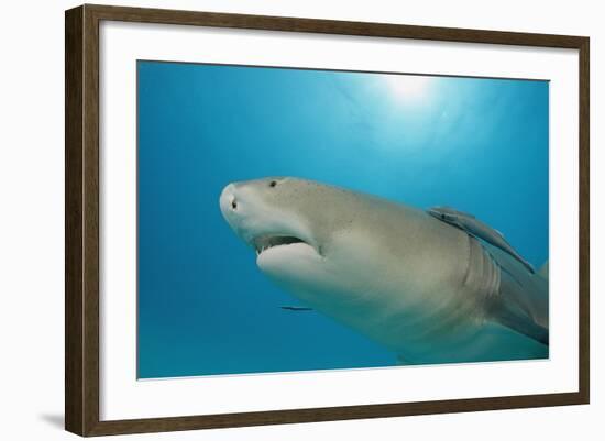 Lemon Shark, Negaprion Brevirostris, Bahamas, Grand Bahama Island, Atlantic Ocean-Reinhard Dirscherl-Framed Photographic Print