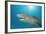 Lemon Shark, Negaprion Brevirostris, Bahamas, Grand Bahama Island, Atlantic Ocean-Reinhard Dirscherl-Framed Photographic Print