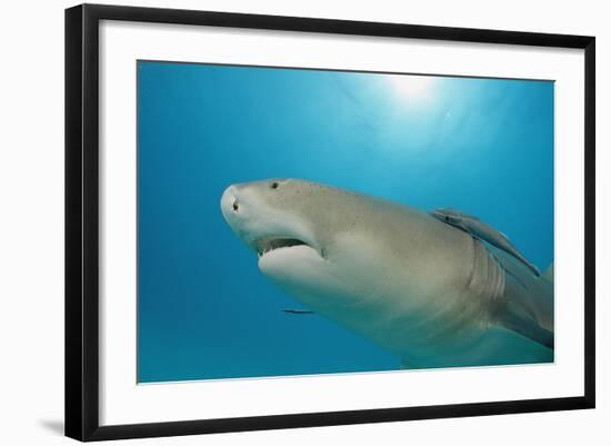 Lemon Shark, Negaprion Brevirostris, Bahamas, Grand Bahama Island, Atlantic Ocean-Reinhard Dirscherl-Framed Photographic Print