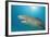 Lemon Shark, Negaprion Brevirostris, Bahamas, Grand Bahama Island, Atlantic Ocean-Reinhard Dirscherl-Framed Photographic Print