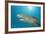 Lemon Shark, Negaprion Brevirostris, Bahamas, Grand Bahama Island, Atlantic Ocean-Reinhard Dirscherl-Framed Photographic Print