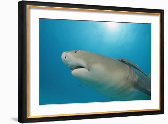 Lemon Shark, Negaprion Brevirostris, Bahamas, Grand Bahama Island, Atlantic Ocean-Reinhard Dirscherl-Framed Photographic Print