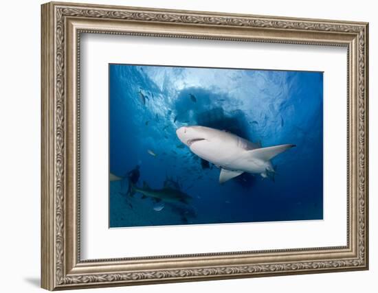 Lemon Shark (Negaprion Brevirostris) Northern Bahamas, Caribbean Sea, Atlantic Ocean-Franco Banfi-Framed Photographic Print