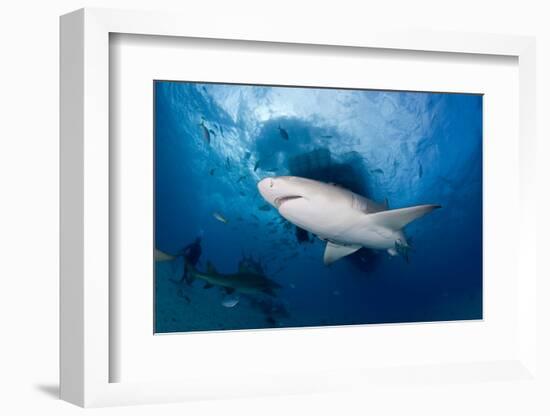 Lemon Shark (Negaprion Brevirostris) Northern Bahamas, Caribbean Sea, Atlantic Ocean-Franco Banfi-Framed Photographic Print