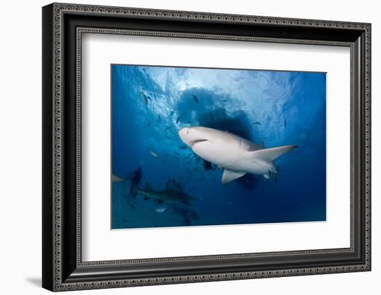 Lemon Shark (Negaprion Brevirostris) Northern Bahamas, Caribbean Sea, Atlantic Ocean-Franco Banfi-Framed Photographic Print