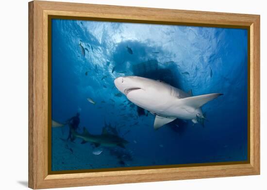 Lemon Shark (Negaprion Brevirostris) Northern Bahamas, Caribbean Sea, Atlantic Ocean-Franco Banfi-Framed Premier Image Canvas