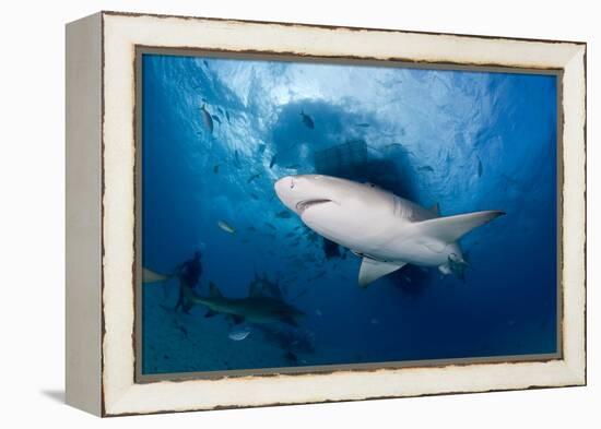 Lemon Shark (Negaprion Brevirostris) Northern Bahamas, Caribbean Sea, Atlantic Ocean-Franco Banfi-Framed Premier Image Canvas