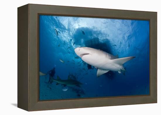 Lemon Shark (Negaprion Brevirostris) Northern Bahamas, Caribbean Sea, Atlantic Ocean-Franco Banfi-Framed Premier Image Canvas