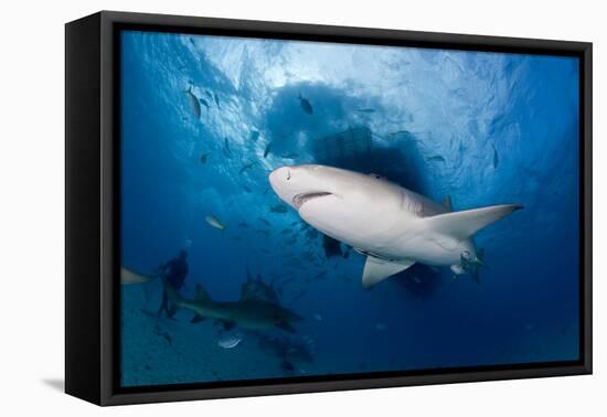 Lemon Shark (Negaprion Brevirostris) Northern Bahamas, Caribbean Sea, Atlantic Ocean-Franco Banfi-Framed Premier Image Canvas