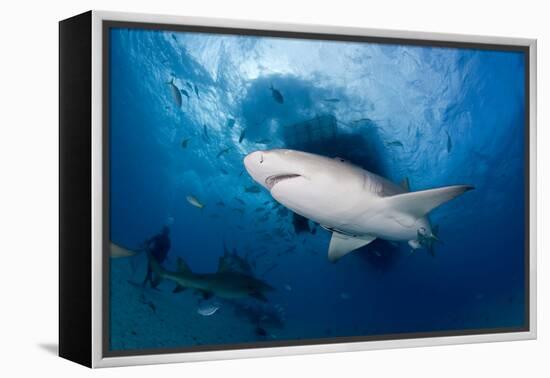 Lemon Shark (Negaprion Brevirostris) Northern Bahamas, Caribbean Sea, Atlantic Ocean-Franco Banfi-Framed Premier Image Canvas