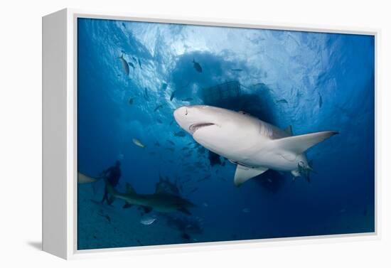 Lemon Shark (Negaprion Brevirostris) Northern Bahamas, Caribbean Sea, Atlantic Ocean-Franco Banfi-Framed Premier Image Canvas