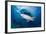 Lemon Shark (Negaprion Brevirostris) Northern Bahamas, Caribbean Sea, Atlantic Ocean-Franco Banfi-Framed Photographic Print