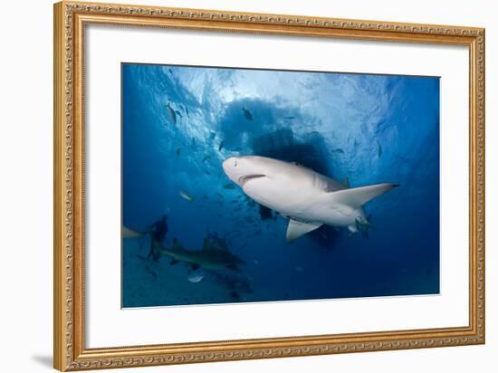 Lemon Shark (Negaprion Brevirostris) Northern Bahamas, Caribbean Sea, Atlantic Ocean-Franco Banfi-Framed Photographic Print