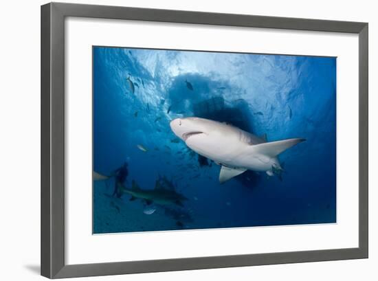 Lemon Shark (Negaprion Brevirostris) Northern Bahamas, Caribbean Sea, Atlantic Ocean-Franco Banfi-Framed Photographic Print