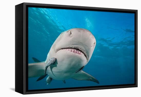 Lemon shark swimming with Remoras, Grand Bahamas-David Fleetham-Framed Premier Image Canvas