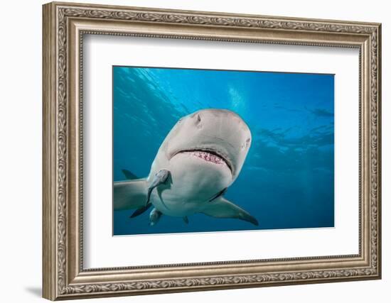 Lemon shark swimming with Remoras, Grand Bahamas-David Fleetham-Framed Photographic Print