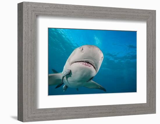 Lemon shark swimming with Remoras, Grand Bahamas-David Fleetham-Framed Photographic Print