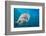 Lemon shark swimming with Remoras, Grand Bahamas-David Fleetham-Framed Photographic Print