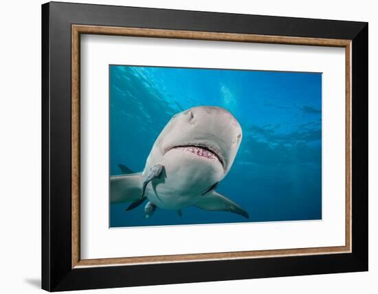 Lemon shark swimming with Remoras, Grand Bahamas-David Fleetham-Framed Photographic Print