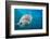 Lemon shark swimming with Remoras, Grand Bahamas-David Fleetham-Framed Photographic Print