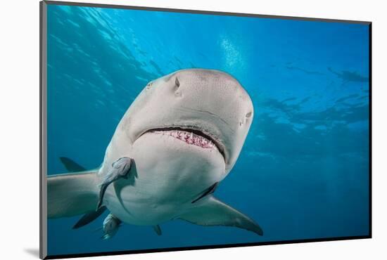 Lemon shark swimming with Remoras, Grand Bahamas-David Fleetham-Mounted Photographic Print