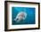 Lemon shark swimming with Remoras, Grand Bahamas-David Fleetham-Framed Photographic Print