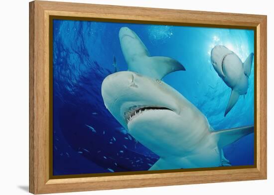 Lemon Sharks, Negaprion Brevirostris, Bahamas, Grand Bahama Island, Atlantic Ocean-Reinhard Dirscherl-Framed Premier Image Canvas