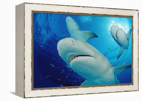 Lemon Sharks, Negaprion Brevirostris, Bahamas, Grand Bahama Island, Atlantic Ocean-Reinhard Dirscherl-Framed Premier Image Canvas