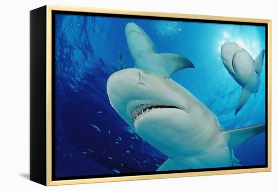 Lemon Sharks, Negaprion Brevirostris, Bahamas, Grand Bahama Island, Atlantic Ocean-Reinhard Dirscherl-Framed Premier Image Canvas