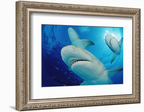 Lemon Sharks, Negaprion Brevirostris, Bahamas, Grand Bahama Island, Atlantic Ocean-Reinhard Dirscherl-Framed Photographic Print