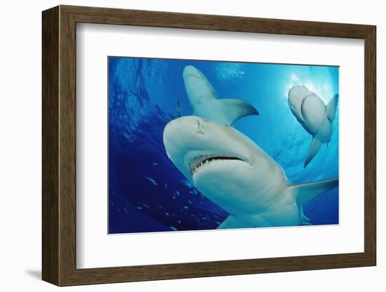 Lemon Sharks, Negaprion Brevirostris, Bahamas, Grand Bahama Island, Atlantic Ocean-Reinhard Dirscherl-Framed Photographic Print