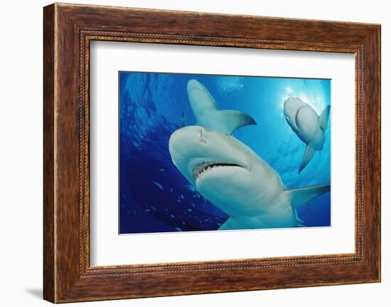 Lemon Sharks, Negaprion Brevirostris, Bahamas, Grand Bahama Island, Atlantic Ocean-Reinhard Dirscherl-Framed Photographic Print