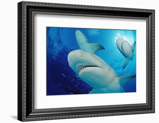 Lemon Sharks, Negaprion Brevirostris, Bahamas, Grand Bahama Island, Atlantic Ocean-Reinhard Dirscherl-Framed Photographic Print