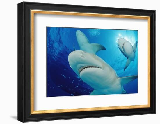 Lemon Sharks, Negaprion Brevirostris, Bahamas, Grand Bahama Island, Atlantic Ocean-Reinhard Dirscherl-Framed Photographic Print