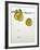 Lemon Slices in Water-Paul Blundell-Framed Photographic Print