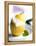 Lemon Sorbet in a Hollowed-out Lemon-Alena Hrbkova-Framed Premier Image Canvas