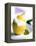 Lemon Sorbet in a Hollowed-out Lemon-Alena Hrbkova-Framed Premier Image Canvas