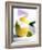 Lemon Sorbet in a Hollowed-out Lemon-Alena Hrbkova-Framed Photographic Print