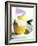 Lemon Sorbet in a Hollowed-out Lemon-Alena Hrbkova-Framed Photographic Print