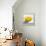 Lemon Still Life-Pamela Munger-Framed Stretched Canvas displayed on a wall